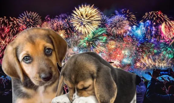 ¿Por qué los fuegos artificiales aterrorizan a las mascotas? Descubre cómo protegerlas este fin de año