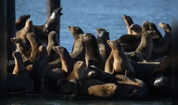 El retorno de los lobos marinos a las islas de California luego de más de 100 años: cómo y cuándo verlos en  EE. UU.