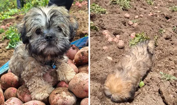 Perrito sorprende al cosechar papas en la sierra de Perú y enternece en redes: “Merece un superalmuerzo”