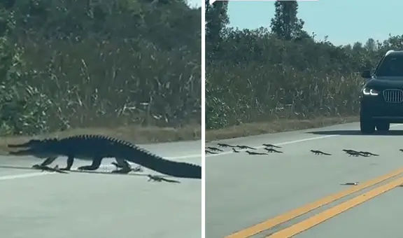 Captan a ‘mamá’ cocodrilo cruzando la carretera con sus crías y tierna escena es viral: “La familia Lacoste”