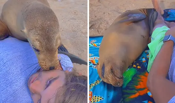 Lobo marino sorprende al acurrucarse junto a un bañista: "Hoy conocí la envidia"