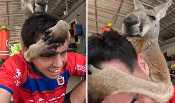 Influencer se acerca a un canguro para un masaje y resultado es viral: “Mataleón incluido”