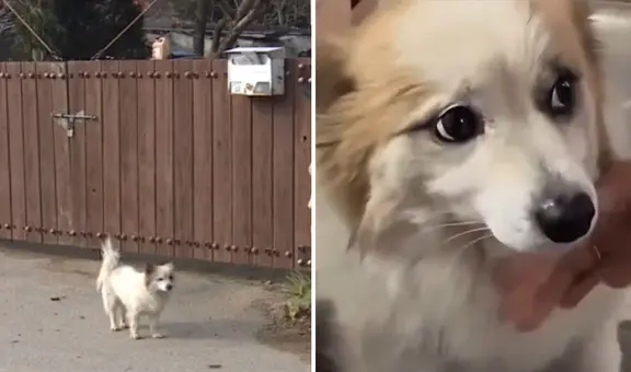 Perrito conmueve al esperar en su casa a familia fallecida en trágico accidente aéreo en Corea del Sur