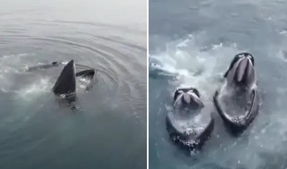 Espectáculo marino en Tacna: avistamiento de ballenas jorobadas y delfines sorprende a veraneantes