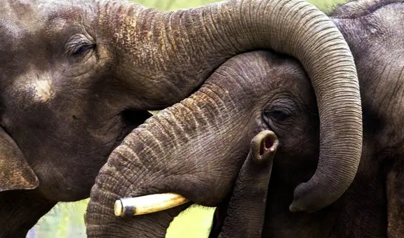 Muere joven turista española al ser atacada por un elefante mientras le daba un baño en Tailandia