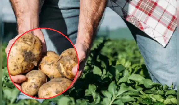 No siembres papa blanca durante la segunda quincena de enero: este es el motivo y los posibles afectados
