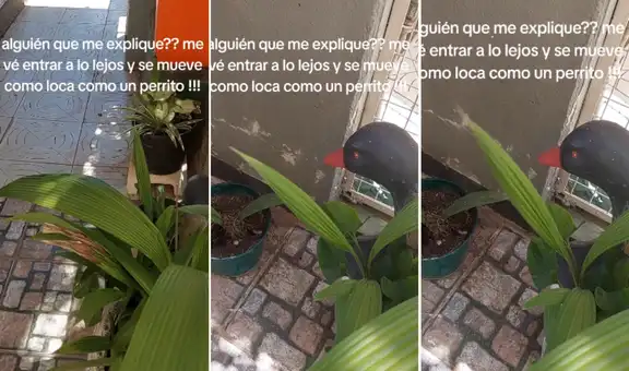 Mujer muestra cómo su planta le 'contesta' cuando le habla y causa furor en TikTok: "Necesito la razón científica"
