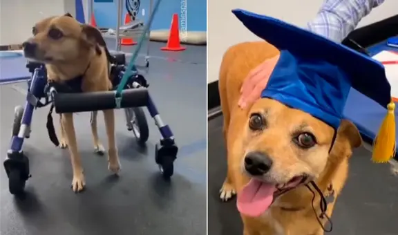 La inspiradora historia de Rocky, el perro que venció la parálisis y se graduó con honores en rehabilitación física