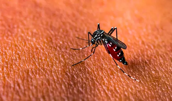 Mosquitos rojos, la innovación biotecnológica que 3 países de América Latina están probando contra el dengue