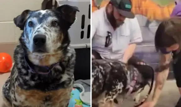 La increíble transformación de Pi, el perro que fue abandonado por sus propios dueños: "Sufrió depresión"