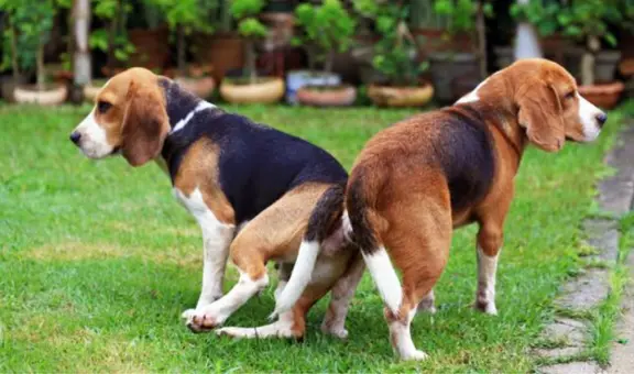 ¿Por qué nunca se debe separar a los perros que se quedan ‘pegados’? Esto dicen los expertos