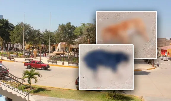 Asociación animalista de Piura denuncia que 10 perritos murieron tras ser envenenados