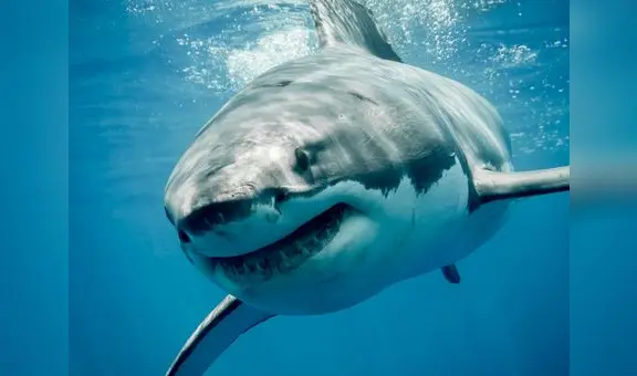 La sorprendente historia del tiburón blanco que apareció 4 veces en USA: autoridades de Florida lo reportaron