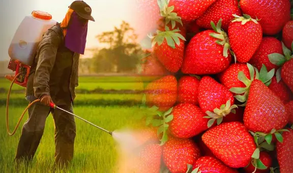 Perú vende fresas de alta calidad a EE. UU. y Europa, pero las que comen los peruanos superan 13 veces los límites legales de pesticidas