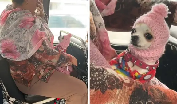 Mujer tejió creativo gorro para su chihuahua y es toda una sensación en redes: “¡Qué ternura!”