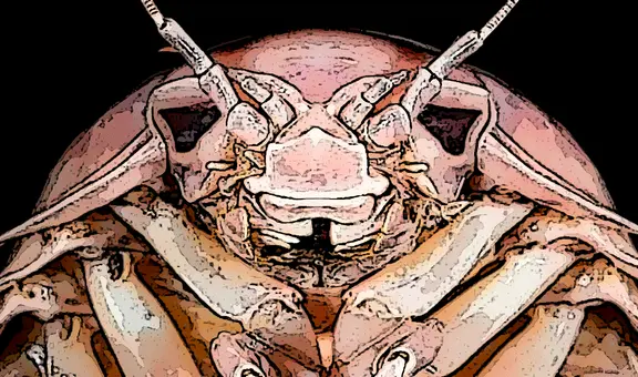 Científicos descubren una criatura marina gigante con un increíble parecido al temible Darth Vader: un hallazgo que sorprende al mundo