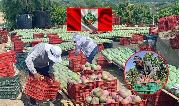 Crisis del mango en Lambayeque: agricultores toman medidas extremas ante la falta de apoyo del Gobierno: “No estamos exportando ni el 10%”
