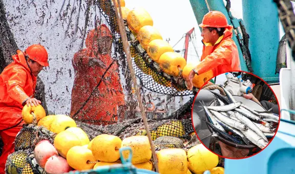 Produce cierra temporada de pesca de anchoveta para proteger su reproducción