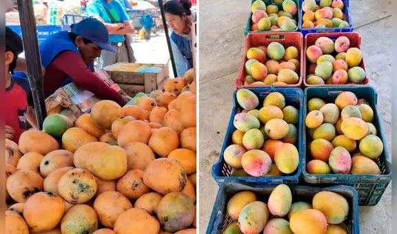 Productores de mango en Lambayeque regalan mercadería ante sobreproducción y falta de compradores: "Que se lleven todo"