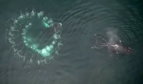 El animal marino que elabora sus propias herramientas para cazar: puede capturar hasta 7 veces más presas