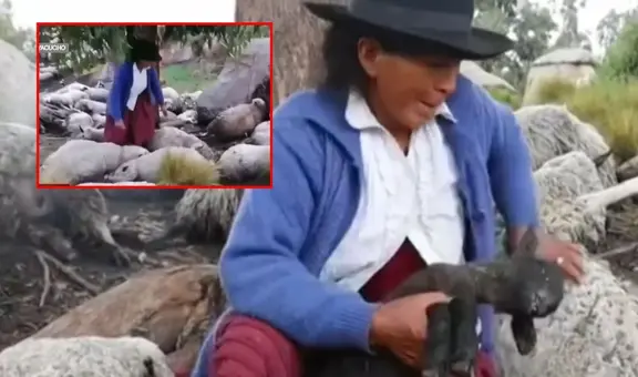 Pareja de ancianos en Ayacucho lo perdieron todo por el trágico impacto de un rayo: mató a sus 50 ovejas