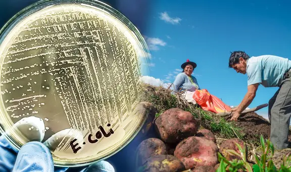 Científicos chinos logran que la E. coli haga fotosíntesis: podría combatir el cambio climático y mejorar cultivos