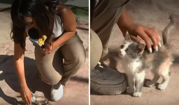 Reportera cubría la detención de delincuentes, pero un gatito se llevó la atención: “Me lo quiero llevar”