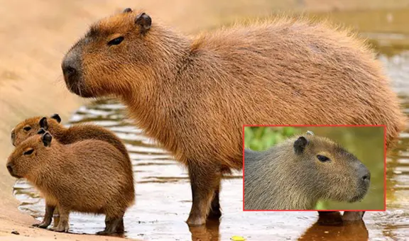 ¿Por qué los capibaras no pueden ser considerados como mascotas? Tres datos esenciales sobre este gran roedor