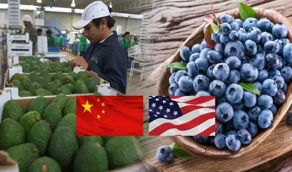 Perú conquista mercados de EE. UU. y China como principales compradores de arándanos y paltas: ¿a qué otros importantes países exporta?