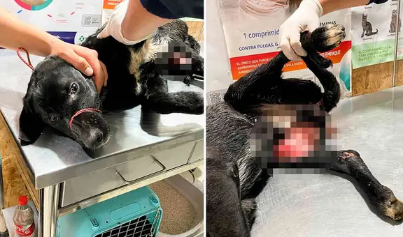 Perrito habría sido torturado por pago a la tierra: 'Negrito' necesita ayuda tras perder una de sus patitas