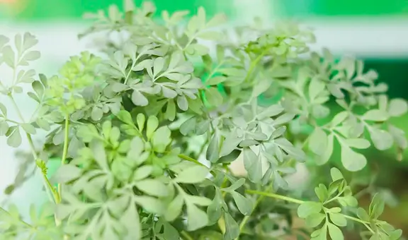 10 beneficios de la ruda: ¿para qué sirve, cuáles son sus propiedades y cómo se prepara?
