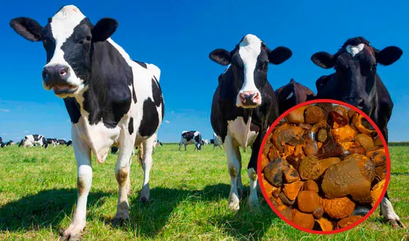 El multimillonario negocio de China que cotiza más que el oro: ofrecen hasta 5.800 dólares por 28 gramos de este producto