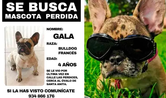 Perrita desaparece tras ser entregada a cuidadora: sospechan que mascota está encerrada y ofrecen recompensa por su retorno