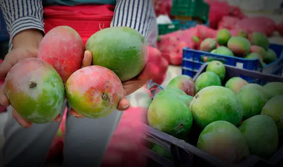 Crisis del mango en Perú: agricultores en alerta mientras el Gobierno impulsa la frambuesa como solución