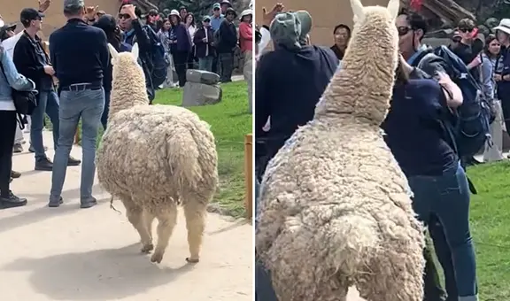 Alpaca sorprende a turista en Cusco con movimiento inesperado: "¡Hazte a un lado, humano!"