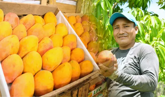 ¿El precio del mango seguirá bajando tras caer a S/0,20 el kilo? Esto dice el Midagri sobre lo que pasará con la fruta en los próximos meses