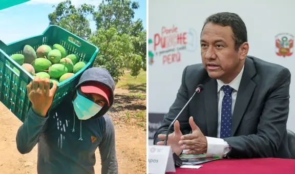 Conveagro rechaza propuesta del Midagri de suspender siembra de mangos por tres años