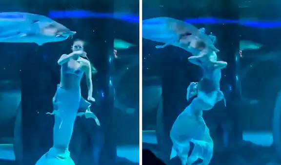 Mujer disfrazada de sirena fue atacada por un pez gigante en un acuario en China: animal capturó la cabeza de la artista