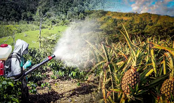 Agroquímicos en piñas del Perú podrían causar cáncer y alzhéimer: "Lavarlas no garantiza eliminar pesticidas"