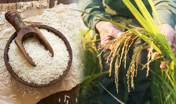 Científicos chinos crean un arroz que sobrevive en suelos extremos: hallazgo que podría salvar la agricultura