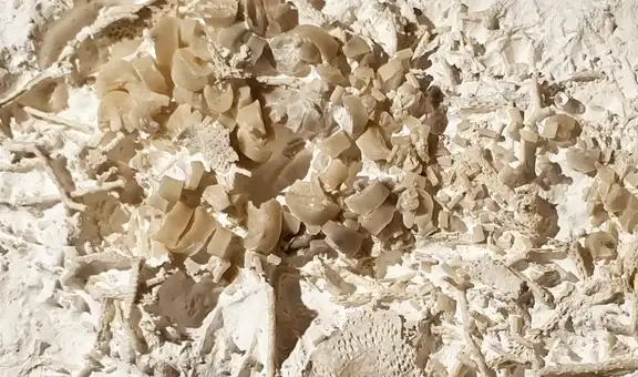 Descubren un vómito fosilizado que revela lo que comían los dinosaurios hace 66 millones de años