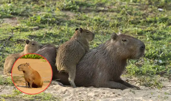 La otra identidad del capibara: ¿por qué en algunos países lo llaman carpincho o ronsoco?