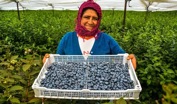 Exportación de productos agrícolas orgánicos creció 32,3%: ¿cuáles fueron los más destacados?