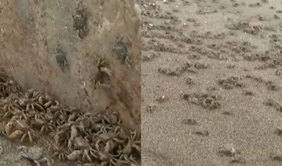 Municipalidad de Chorrillos cierra la playa La Herradura por incremento de presencia de cangrejos