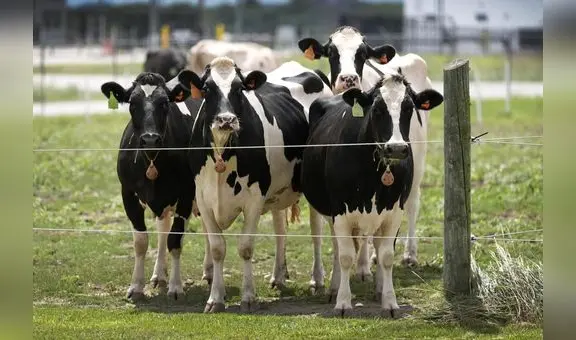 Nuevo caso de zoonosis: detectan "salto" de gripe aviar H5N1 en vacas por primera vez en Nevada, Estados Unidos