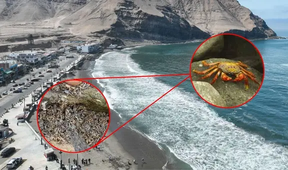 Miles de cangrejos aparecen en la playa La Herradura en Chorrillos: ¿de qué especie se trata y qué los atrajo?
