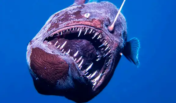 Científicos graban por primera vez a un pez diablo negro nadando cerca de la superficie del agua a plena luz del día