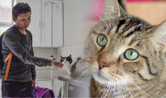 ¿Cuánto tiempo demora un gato en olvidar a sus dueños? Esto debes saber sobre los mininos