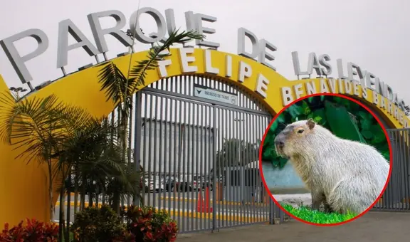 Entradas gratis al Parque de las Leyendas y celebración del ‘Capibara Fest’: conoce la fecha y los requisitos