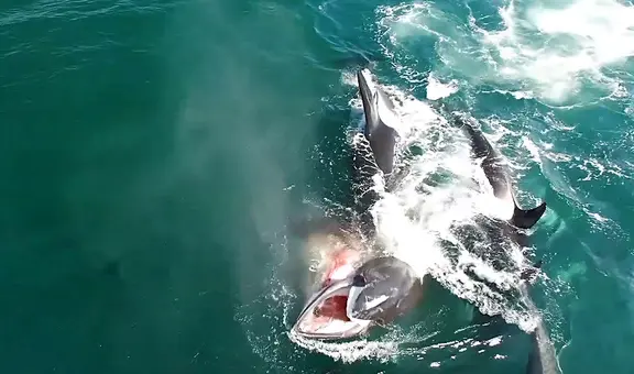 Biólogos descubren que un animal está atacando a los tiburones y los caza para comerse solo una parte de su cuerpo